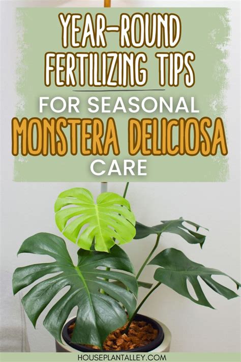 Monstera Deliciosa Fertilizer: A Complete Guide to Feeding Your Monster