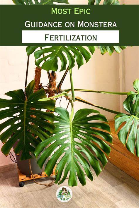 Monstera Deliciosa Fertilizer: A Comprehensive Guide to Feeding Your Lush Monstera