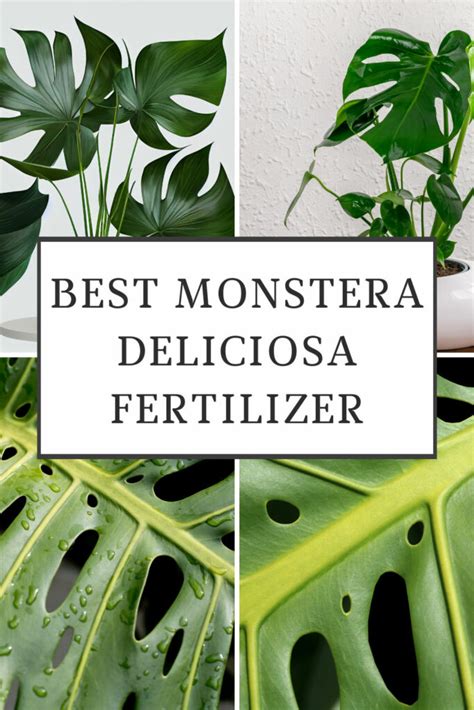 Monstera Deliciosa Fertilizer: The 5 Best Options for Optimal Growth