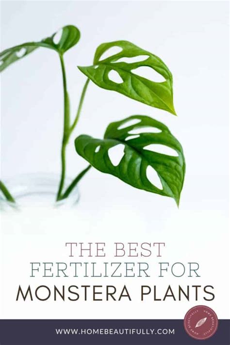 Monstera Deliciosa Fertilizer: The Ultimate 50-Point Guide