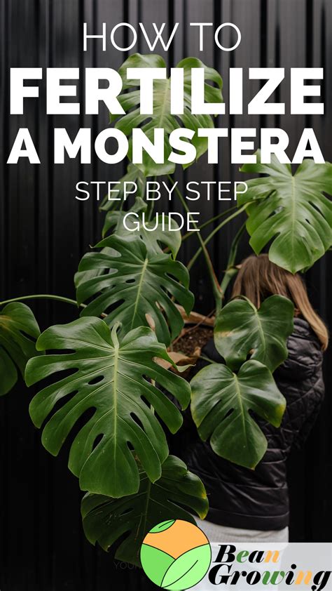 Monstera Fertilizer: A Guide to 3 Unbreakable Rules