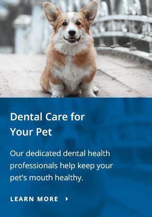 Monte Vista Pet Clinic: The Ultimate Guide to Your Pet's Health