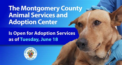 Montgomery County Animal Services: A Comprehensive Guide to Rescuing, Adopting, and Caring for Pets