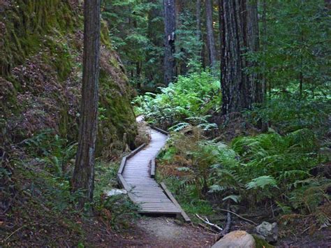 Montgomery Woods State Reserve: Unveil the Enchanting Beauty of California's Coastline