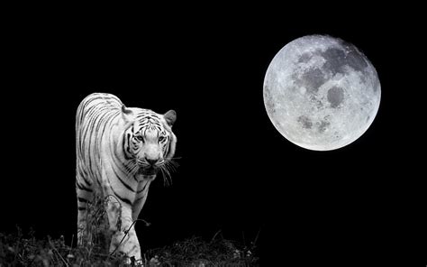 Moon Tiger PDF