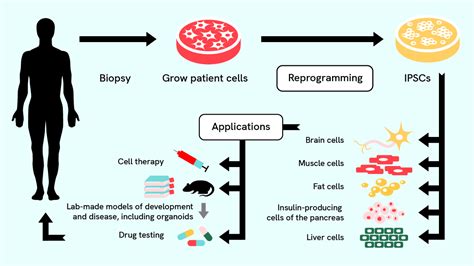 Morelle Usher: The Revolutionary Stem Cell Technology Transforming Healthcare