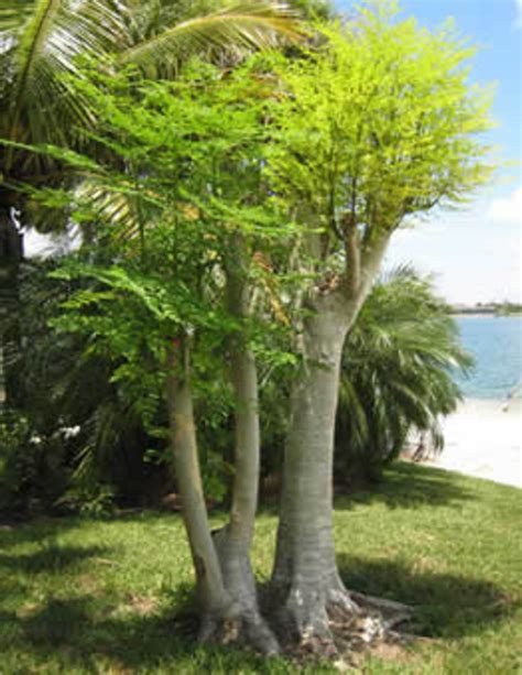 Moringa: The Miracle Tree Flourishing in Singapore's Urban Landscape