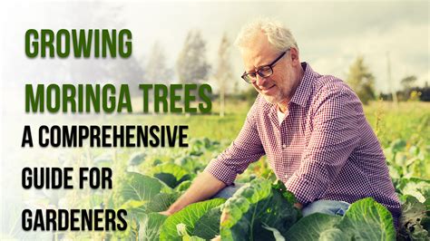 Moringa Plant: A Comprehensive Guide for Singapore