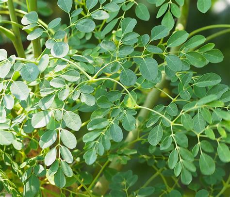 Moringa Plant Singapore: A Natural Powerhouse for Health and Wellness