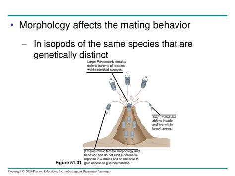 Morphology and Behavior