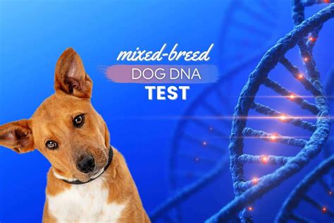 Most Accurate Dog DNA Test (2023): Top 10 Picks for Unleashing Your Canine's Heritage