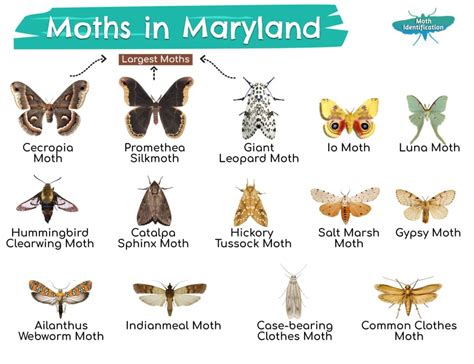 Moths of Maryland: A Comprehensive Guide to 1,000+ Species