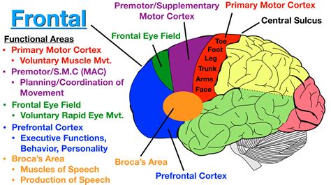 Motor Areas of the Cerebral Cortes  Symposium Epub