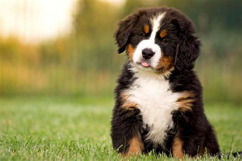 Mountain Bernese