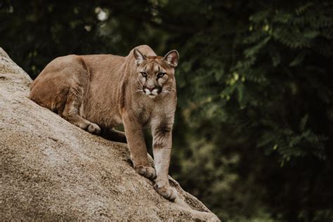 Mountain Lion Cry: An Eerie Symphony of the Wilderness