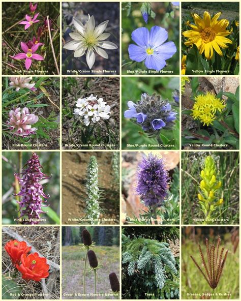 Mountain Wild Flowers of Americ A Simple and Popular Guide to the Names and Descriptions of the Flow Doc