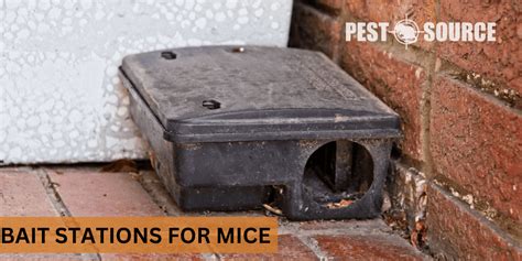 Mouse Bait Safe for Dogs: A Comprehensive Guide for Paw-rents