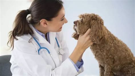 Mouth Cancer in Dogs: A Comprehensive Guide to Symptoms, Diagnosis, and Treatment