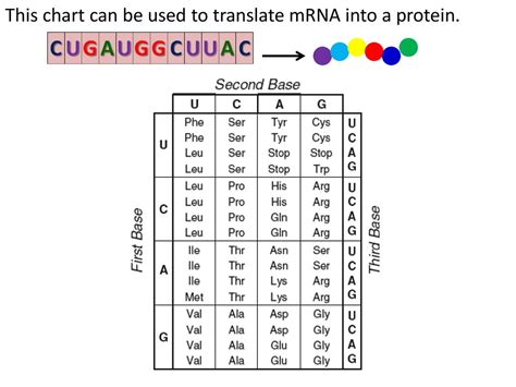 Mrna To Protein Chart