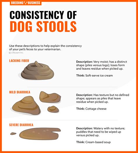 Mucus in Dog Stool: Causes, Treatment, and What It Means