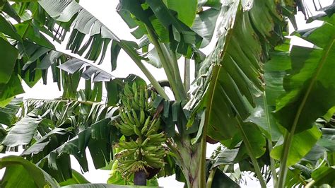 Mudas de Banana da Terra: O Segredo para um Futuro Sustentável