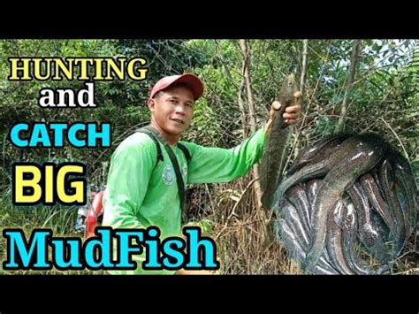 Mudfish Hunting: Unveil the Secrets of a Thrilling Outdoor Adventure