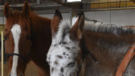 Mules: The Unsung Heroes of the Equine World