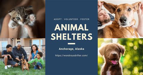 Municipality of Anchorage Animal Shelter: A Lifeline for Anchorage's Pets