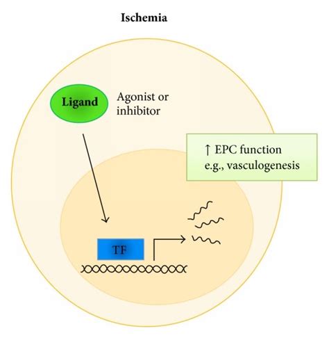 Muricin: A Marine Antibacterial Agent with Potential Therapeutic Applications