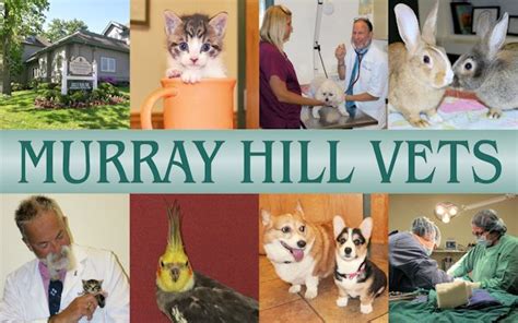 Murray Hill Vet Associates: Your One-Stop Destination for Pet Care Excellence