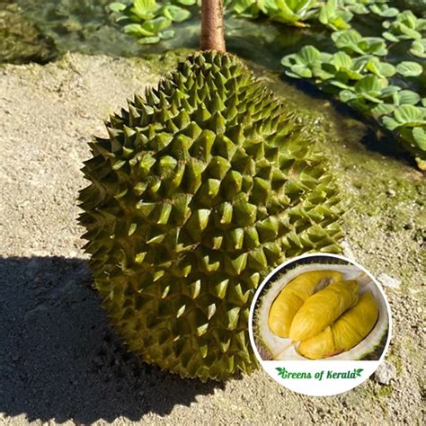 Musang King: The King of All Durians