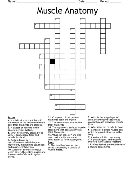 Muscle Anatomy Crossword Puzzle Answers Reader