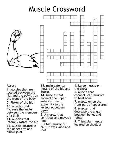 Muscle Crossword Puzzle Answers Doc