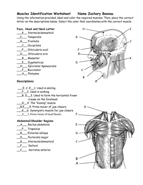 Muscle Identification Activity Answer Key Reader