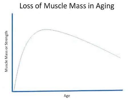 Muscle Mass Loss Per Decade: A Comprehensive Breakdown