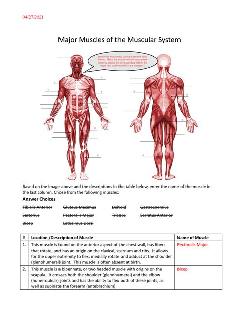 Muscle Worksheet Answers Doc