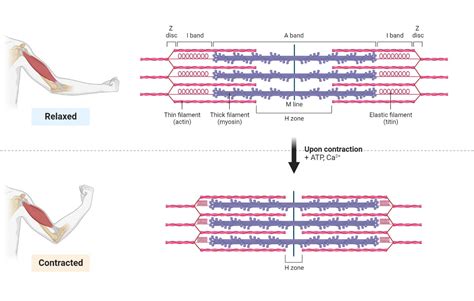 Muscle contraction