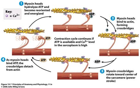 Muscle contraction: