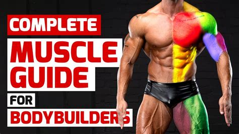 Muscle on Muscle Mal: A Comprehensive Guide