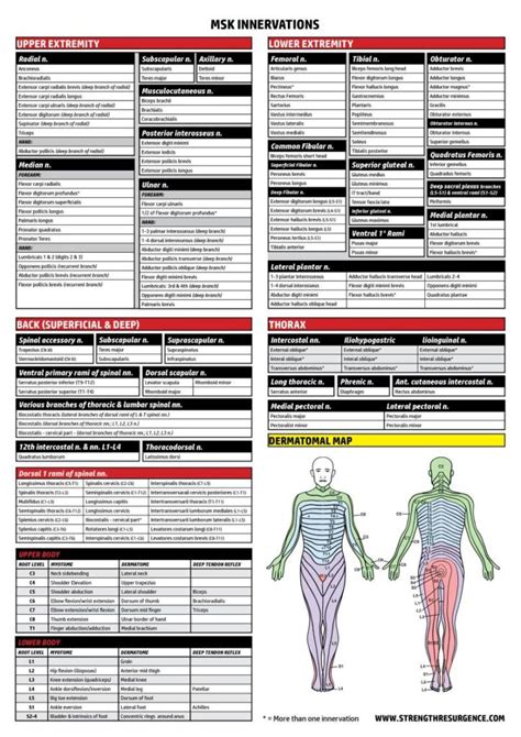 Muscles And Innervations Chart