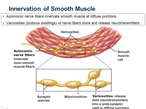 Muscles And Muscle Tissue Answer Key Reader