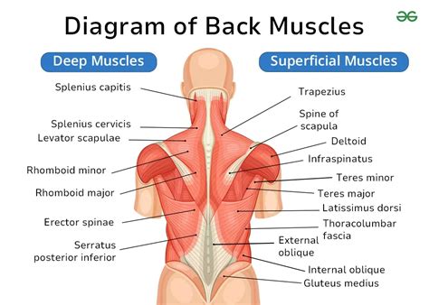 Muscles Of The Back Chart
