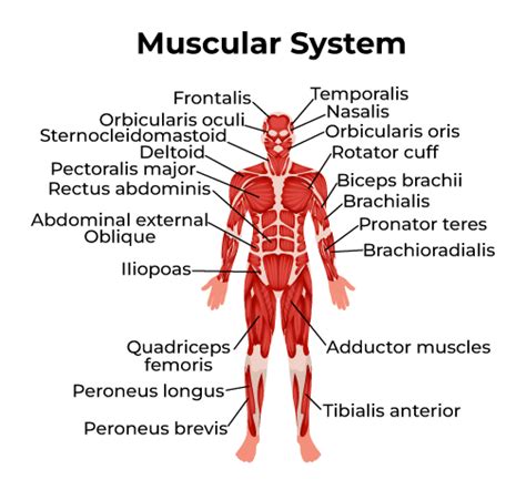 Muscles Our Muscular System Reader