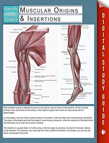 Muscular Origins and Insertions Speedy Study Guides Reader
