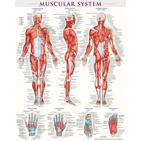 Muscular System Quickstudy Inc BarCharts Doc