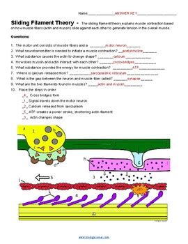 Muscular System Sliding Filament Theory Answers Reader