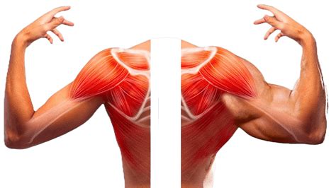 Muscular imbalances: