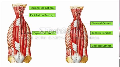 Musculatura: Para Que Serve?