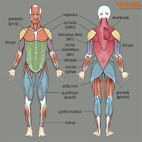 Musculoskeletal System: The Framework of Your Body