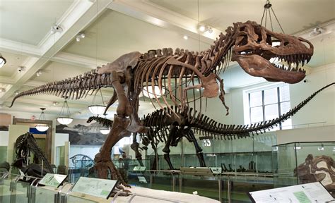 Museum of Natural History New York: A Journey Through 150 Years of Discovery and Wonder